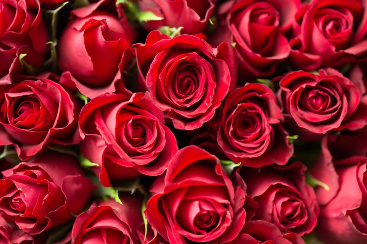 red-roses-close-up-photography-196664